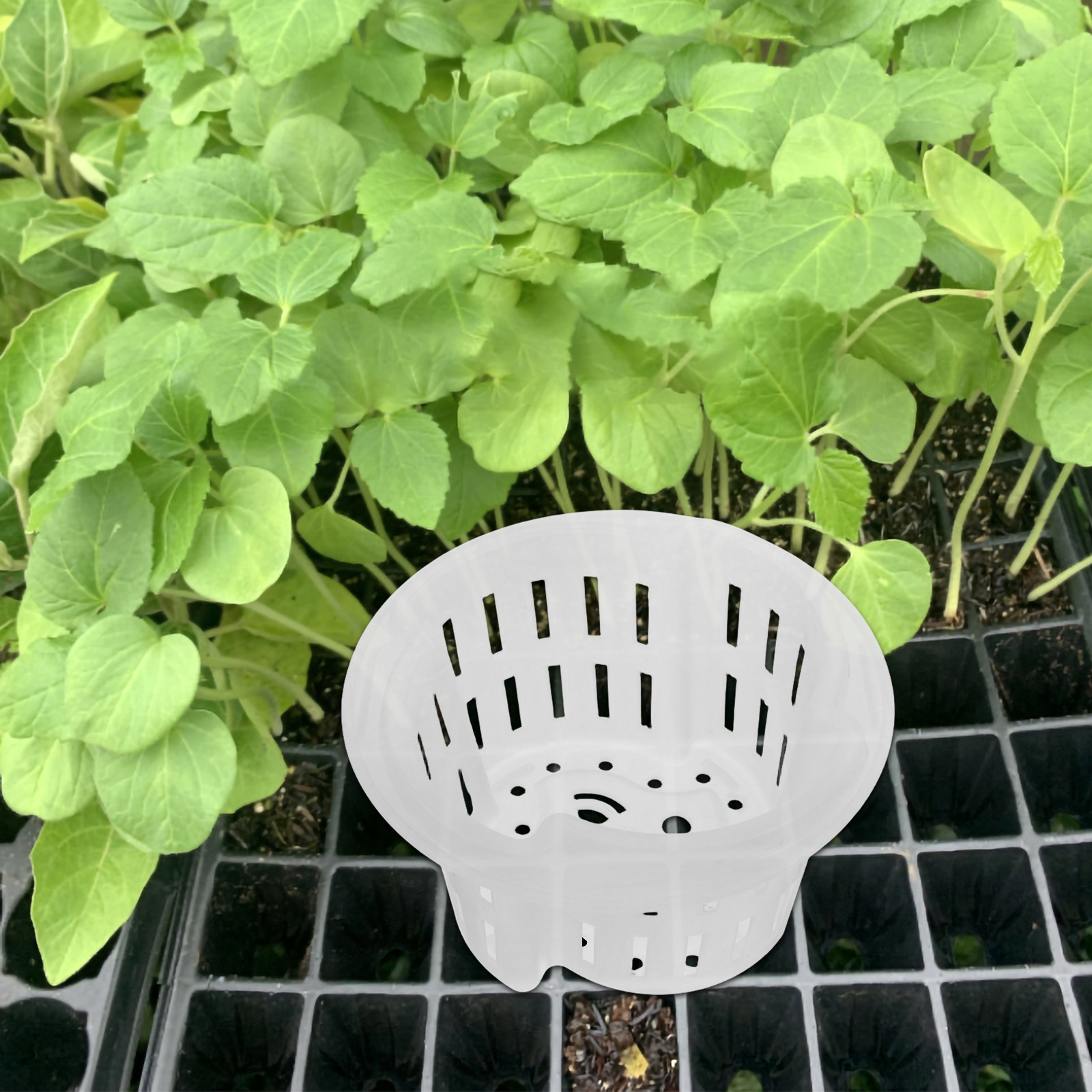 4개 세트, 수경 재배용, 두꺼운 통기성 플라스틱 재질 - Indoor Plants 리뷰 및 가격