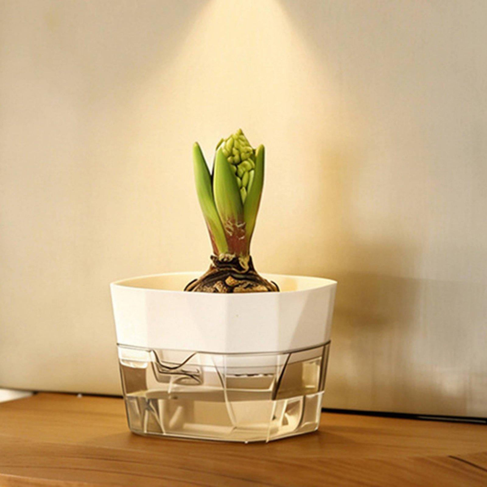 수경재배 화병 2단 자동 급수 화분 투명 PET 재질  - Indoor Plants 리뷰 및 가격