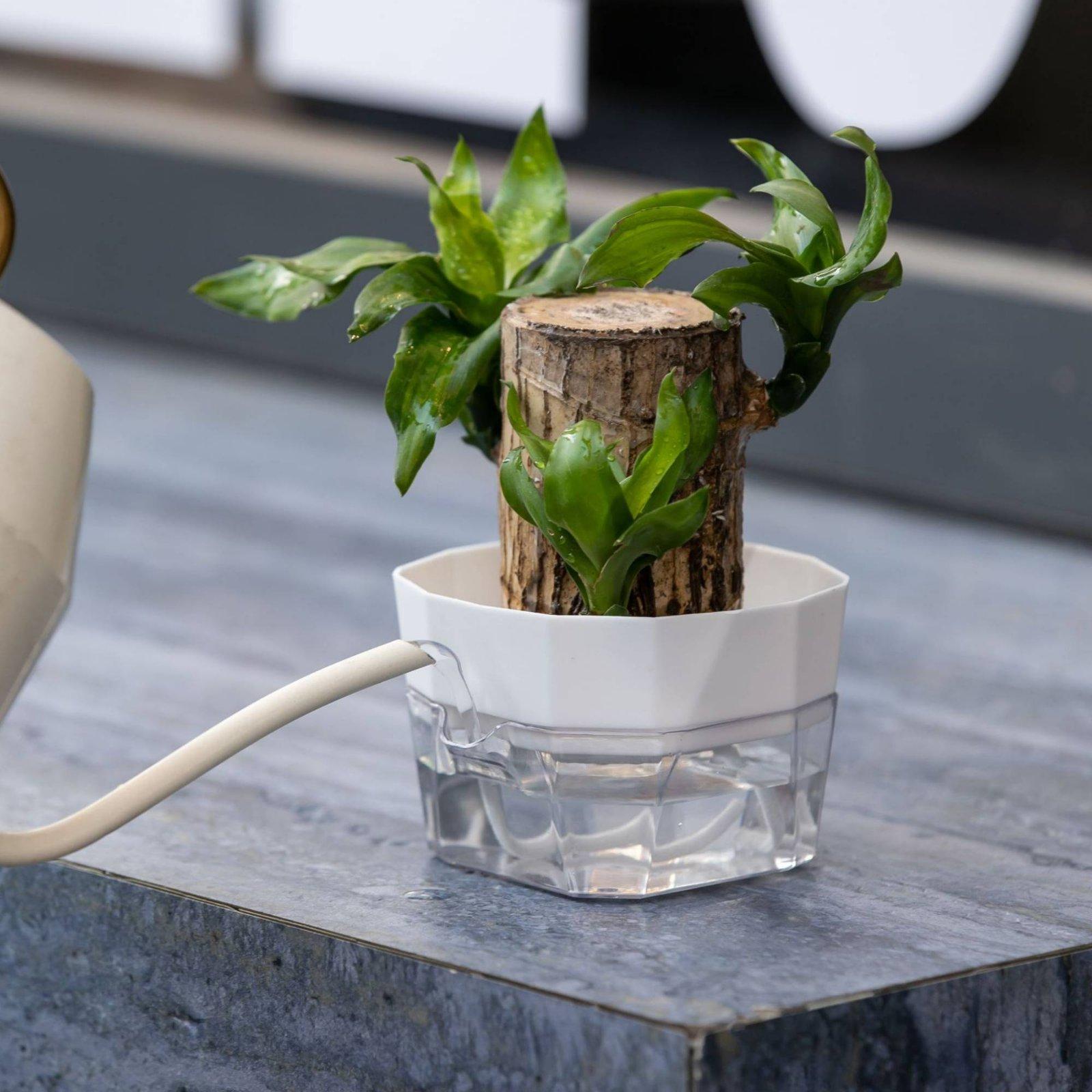 수경재배 화병 2단 자동 급수 화분 투명 PET 재질  - Indoor Plants 리뷰 및 가격