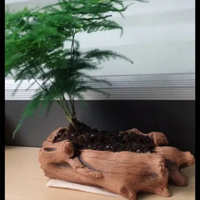 모조 나무 말뚝 나무 뿌리 식물 심기 화분에 심은 식물 - Succulent Set 리뷰 및 가격