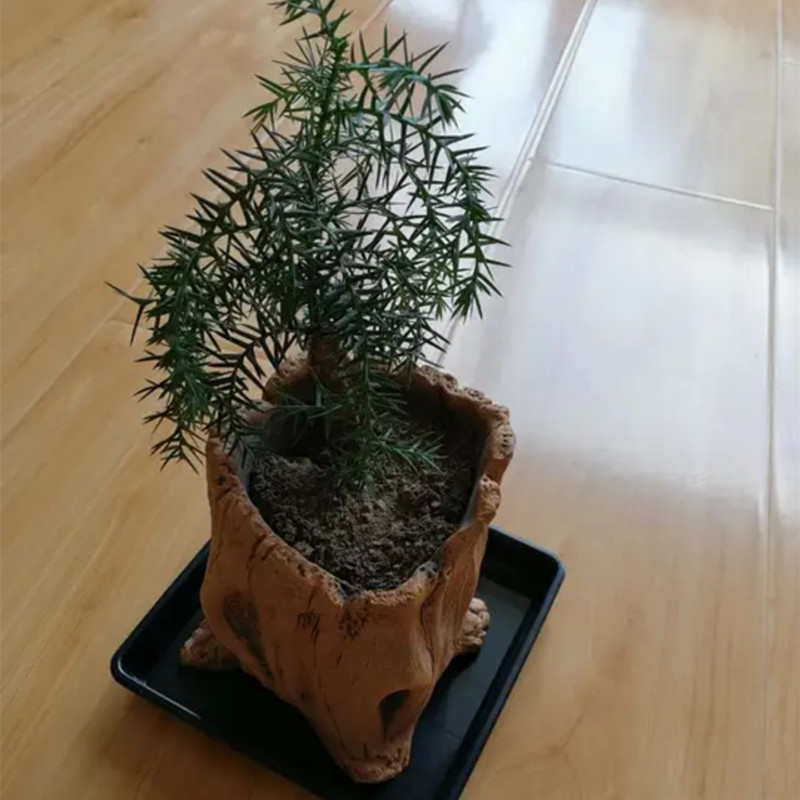 모조 나무 말뚝 나무 뿌리 식물 심기 화분에 심은 식물 - Succulent Set 리뷰 및 가격