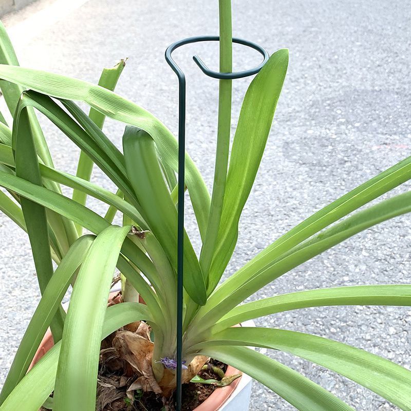 1-10pcs 금속 단일 줄기 식물 관목 홀더 정원 지 - Plant Support Stake 리뷰 및 가격