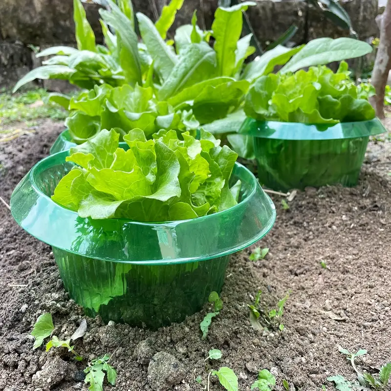 식물 달팽이 보호 링 야채 커버 식물 달팽이 칼라 가드 - Terracotta Pot 리뷰 및 가격